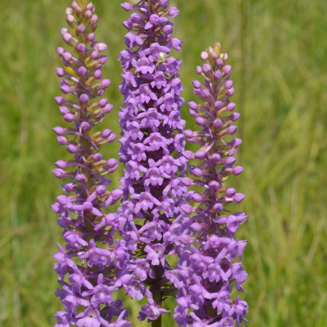 Pětiprstka hustokvětá | foto:  Český svaz ochránců přírody,  Český svaz ochránců přírody