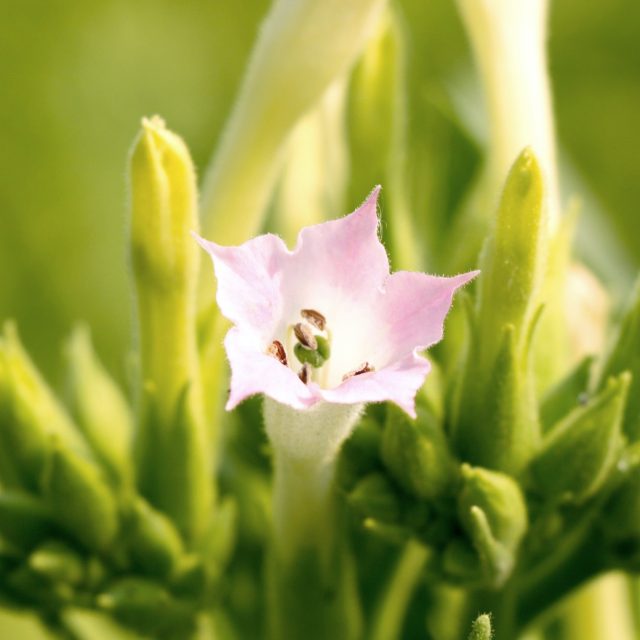 Zkoumaným vzorkem byly rostliny rajčat a tabáku  (na snímku) | foto: Kamal Hossain,  Unsplash,  Licence Unsplash