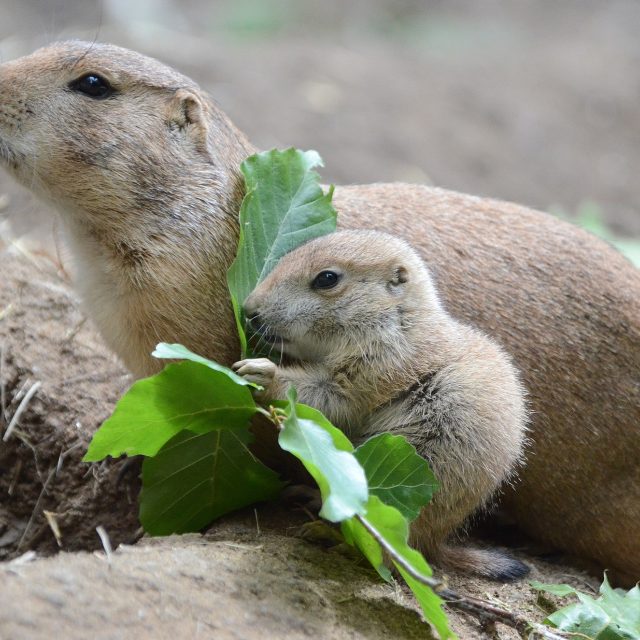 Psouni prérioví v děčínské zoo | foto: Zoo Děčín