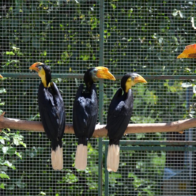 Ke zvířatům chovaným v ústecké zoo patří i zoborožci vrásčití | foto: Ingrid Veselá Volfová,  Zoo Ústí nad Labem