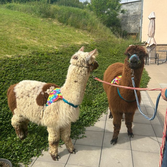 Lamy jako terapeuti v domově pro seniory v Koryčanech | foto: Leona Nevařilová,  Český rozhlas