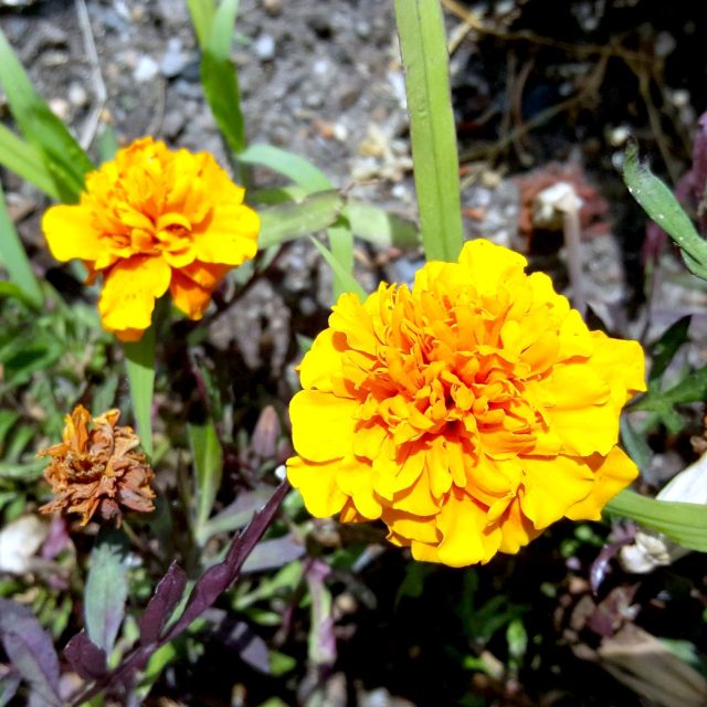 Aksamitník neboli afrikán | foto: Jolana Nováková,  Český rozhlas