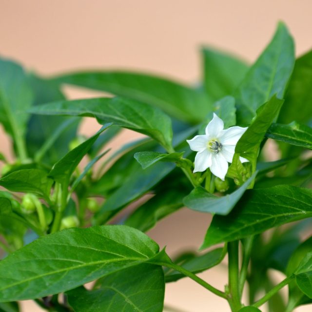 Hmyz může způsobit,  že původně nepálivé papriky budou pálit | foto: Jolana Nováková,  Český rozhlas