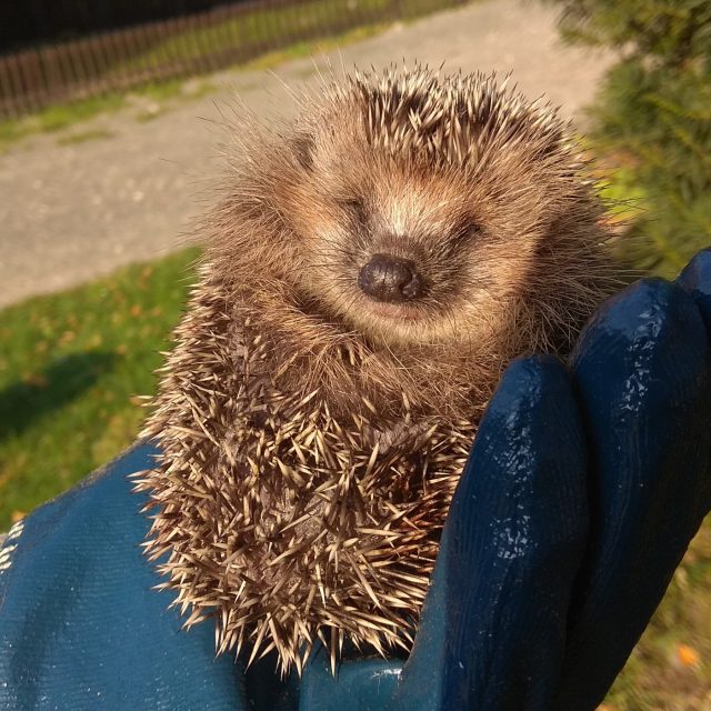 Ježek | foto: Tereza Pešoutová,  Český rozhlas