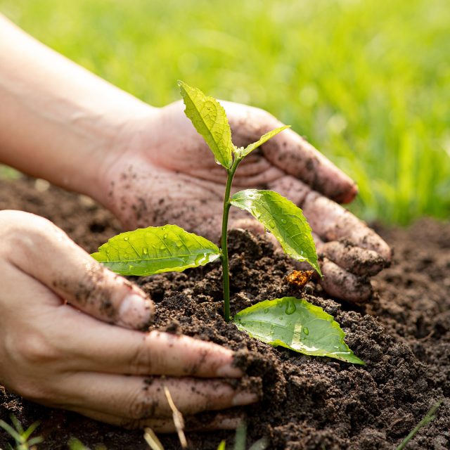 Sázení stromu  (ilustr. foto) | foto: Shutterstock