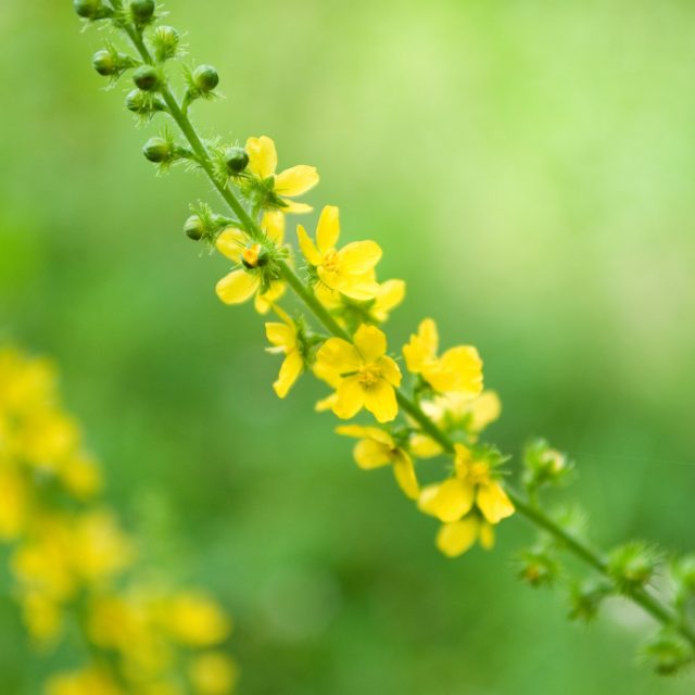 Řepík lékařský | foto: Profimedia