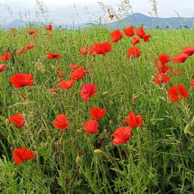 Vlčí máky teď v Českém středohoří právě kvetou | foto: Dagmar Cestrová,  Český rozhlas