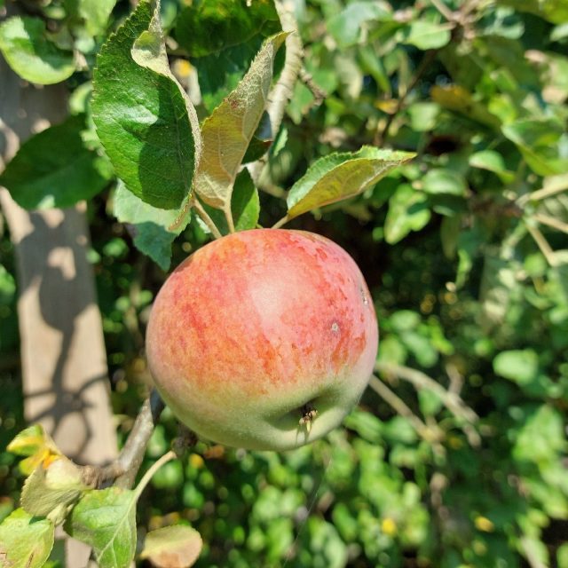 Zralé jablka poznáme podle tří hlavních znaků | foto: Irena Šarounová,  Český rozhlas