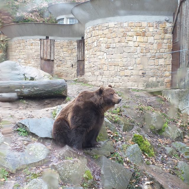 Medvěd Bruno očekává v brzké době společnost | foto: Stanislava Brádlová,  Český rozhlas