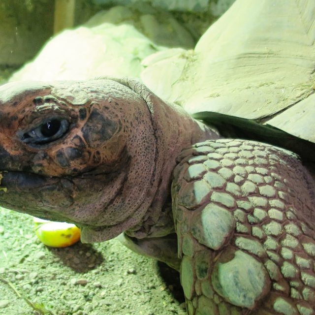 Sedmnáctiletý želví samec Forest | foto: Tereza Brázdová,  Český rozhlas