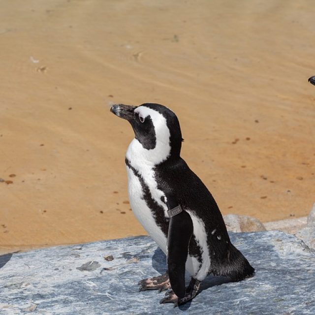 Tučňáci brýloví | foto: Pixabay