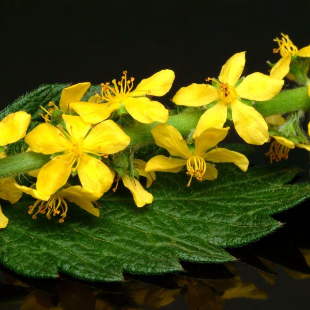 Řepík lékařský | foto: Profimedia