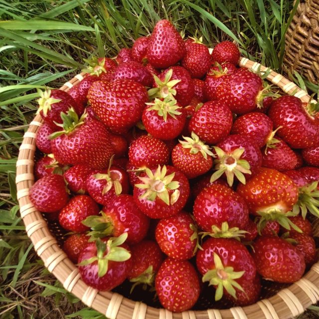 Jahody | foto: Vladislava Wildová,  Český rozhlas