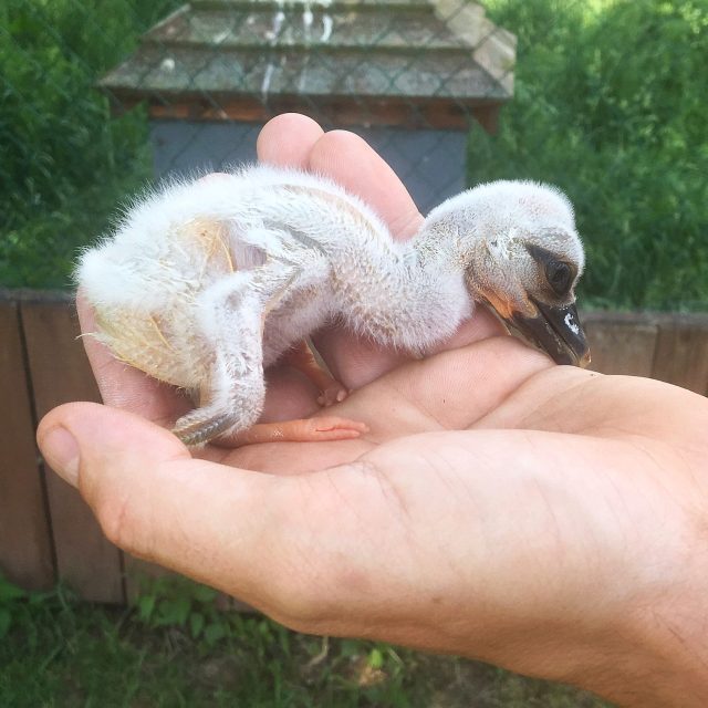 Záchranná stanice  (ilustr. obr.) | foto: Václav Plecháček,  Český rozhlas