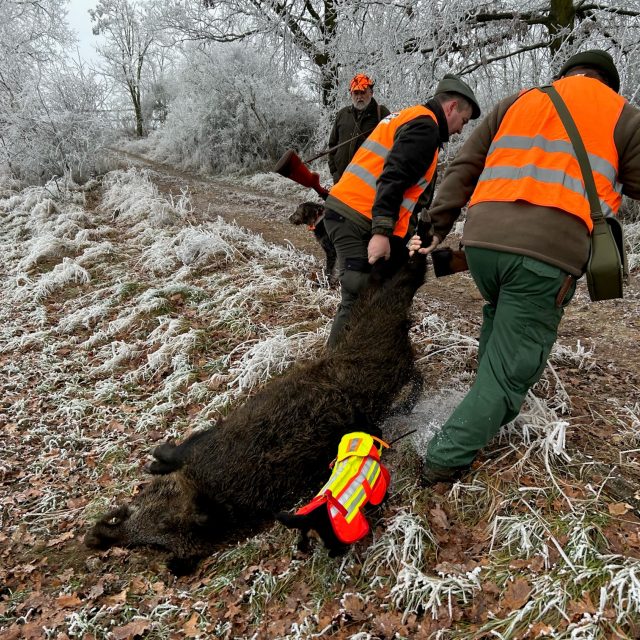 V Rovném na Podřipsku myslivci vyrazili na poslední letošní hon | foto: Lucie Heyzlová,  Český rozhlas