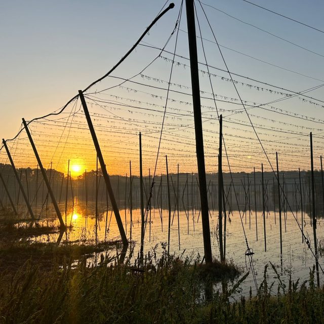 Vědomice 18. září 2024 | foto: Lucie Heyzlová,  Český rozhlas