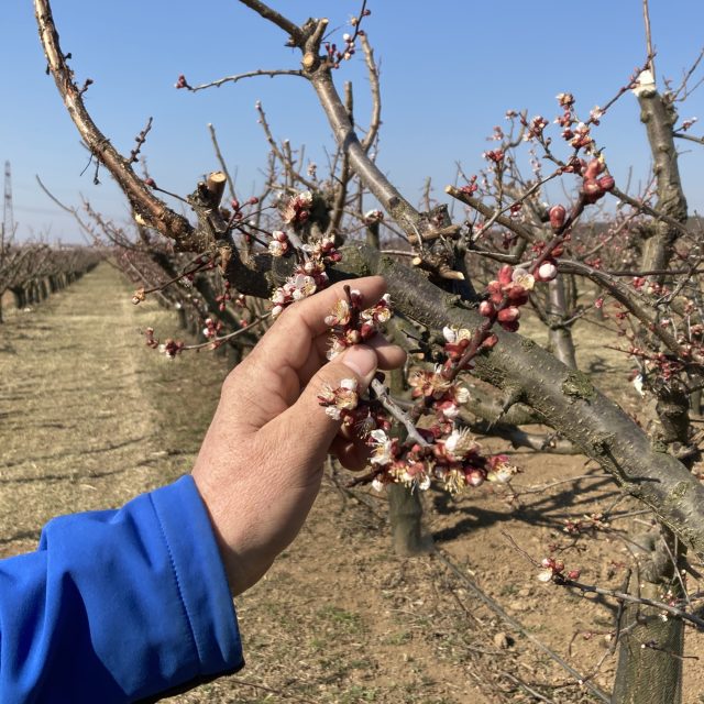 Mrazem poškozené meruňkové sady  (ilustr. obr.) | foto: Petr Tichý,  Český rozhlas
