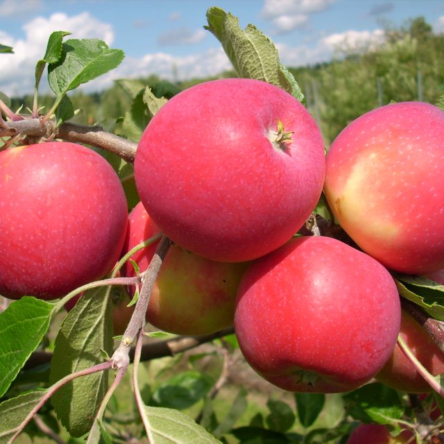 Letní odrůda jabloně Allegro | foto:  Stanice šlechtění jabloně na rezistenci k chorobám,   Ústav experimentální botaniky AV ČR,  v.v.i.