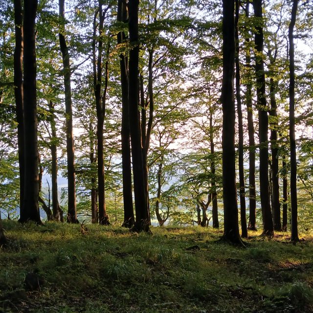 Bukový les  (ilustr. foto) | foto: Jan Pácha,  Český rozhlas