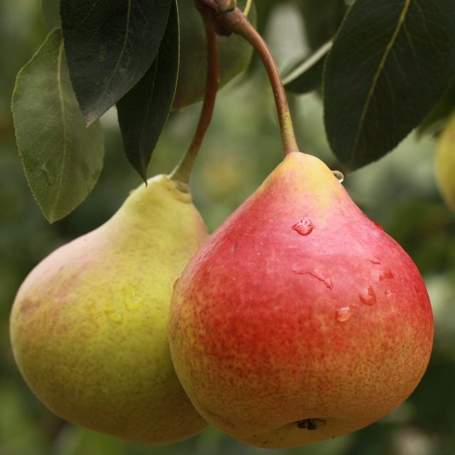 Hrušky  (ilustrační foto) | foto: Pixabay,  Licence Pixabay