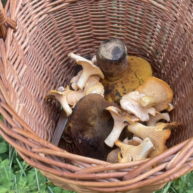 Do lesů se vydává kromě turistů také spousty houbařů,  hřibovité houby se na začátku léta dají najít také kolem Kryr na Lounsku | foto: Robin Röhrich,  Český rozhlas