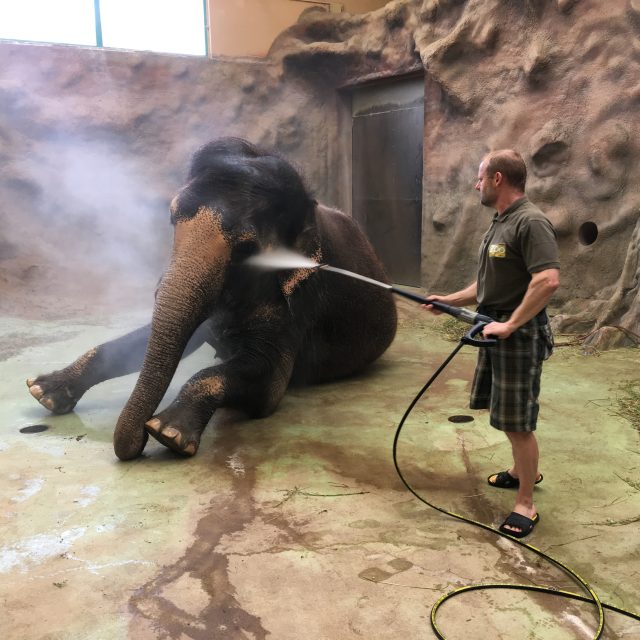 Chovatel Pavel Kökert Delhi,  poslední slonici v ústecké zoo,  každý den sprchuje | foto: Gabriela Hauptvogelová,  Český rozhlas