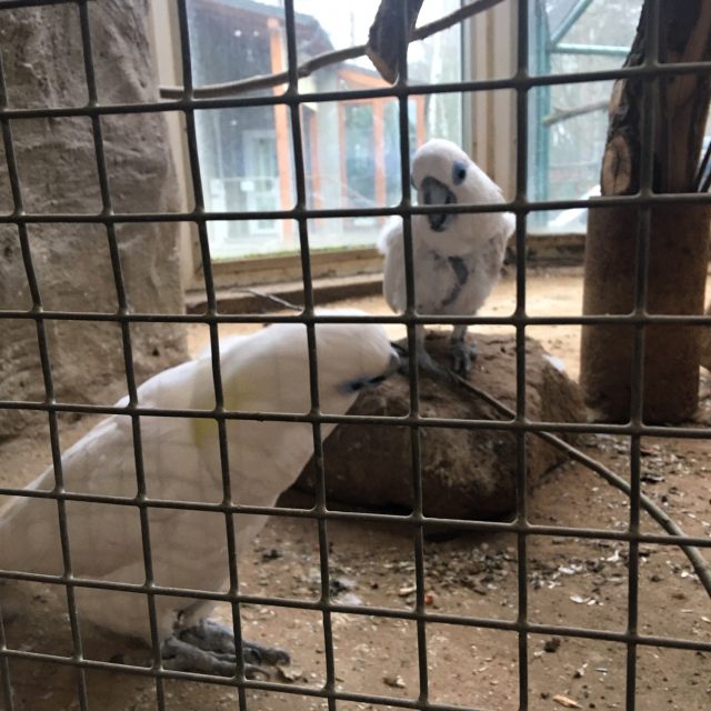 Děčínská zoo schovala všechny ptáky kvůli hrozbě ptačí chřipky do vnitřních ubikací | foto: Daniela Pilařová,  Český rozhlas