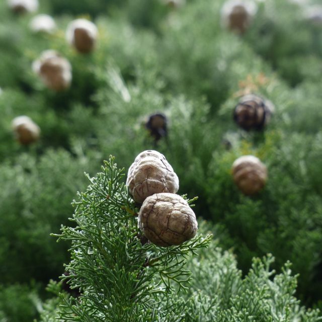 Cypřiš,  detail | foto: Fotobanka PxHere  (CC0 Public Domain)