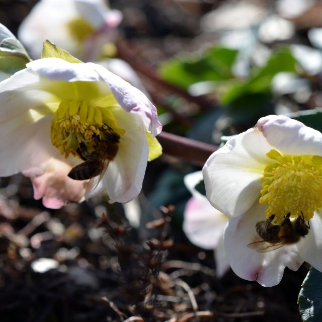 Čemeřice | foto: Jolana Nováková,  Český rozhlas