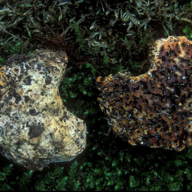 Seslička poduškovitá | foto: AV ČR