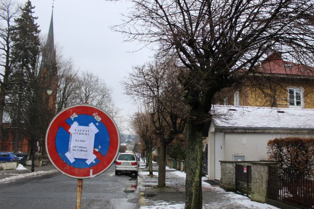 Varnsdorf chce pokácet alej javorů v ulici T. G. Masaryka | foto: Tomáš Secký