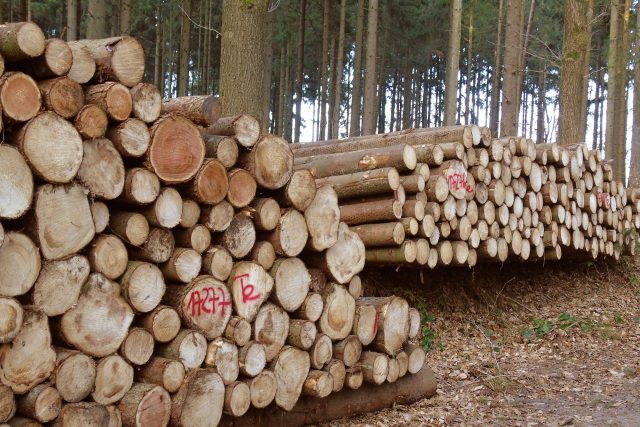 Těžba dřeva | foto: Fotobanka Pixabay,  CC0 1.0