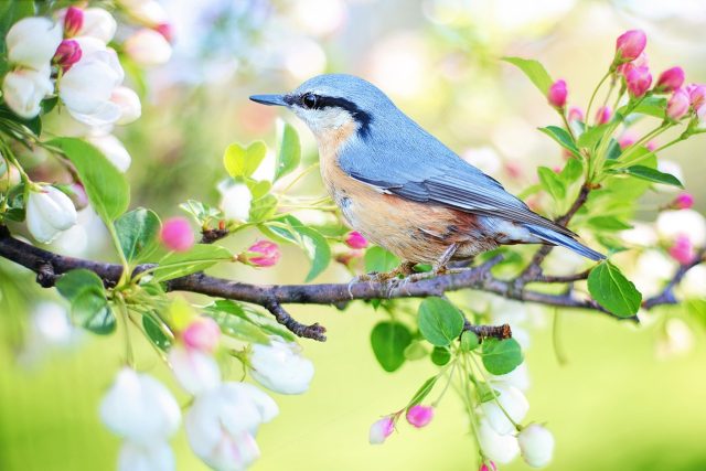 jaro,  ptáci  | foto:  pixabay.com