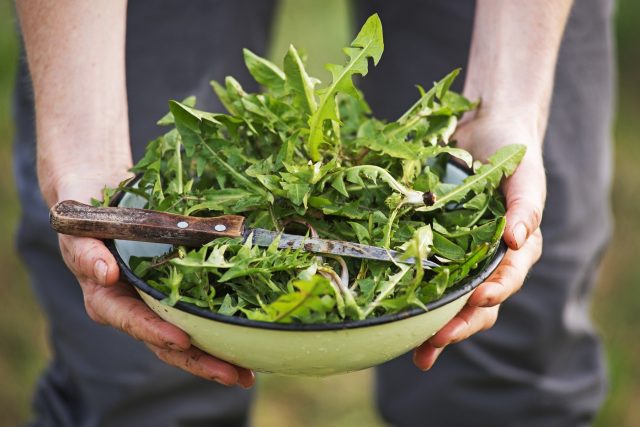 Pampeliškové listy jsou pro Francouze běžnou salátovou zeleninou. Inspirujme se | foto: Fotobanka Profimedia