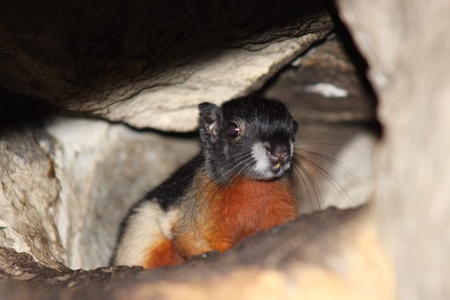 Veverka Prévostova,  mládě | foto: Lenka Richterová,  Zoo Děčín