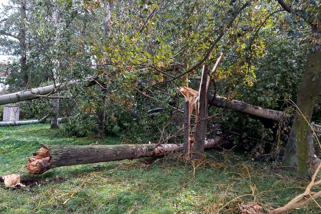 Osek,  polámané stromy u 3D bludiště | foto: Jana Vitásková,  Český rozhlas