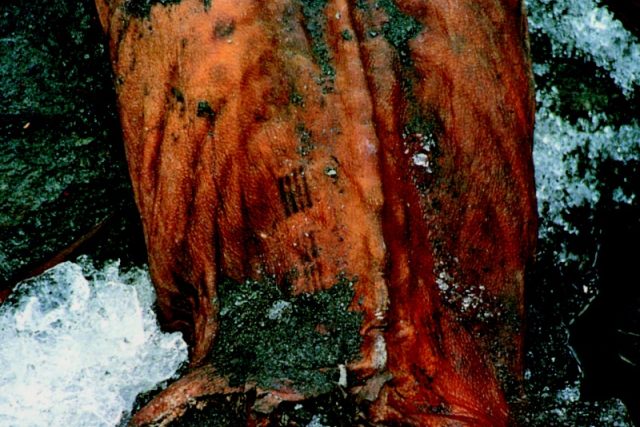 Tetování u Ötziho mumie z Alp,  staré 5300  let,  mělo patrně léčebný význam | foto: repro NLN