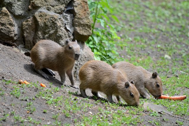 Trojčata kapybar vodních v děčínské zoo | foto: Alena Houšková,  Zoo Děčín