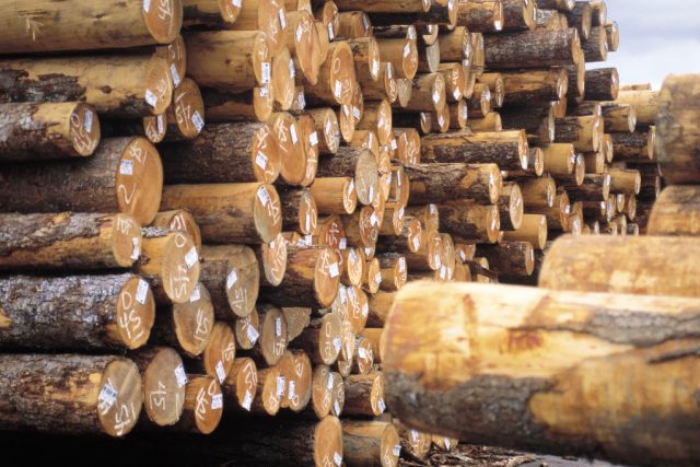 Dřevo - kulatina | foto:  Comstock Images