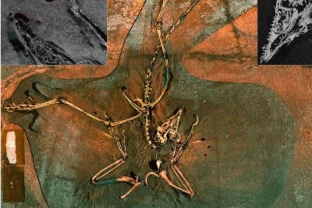 Vysoce citlivá technika byla v případě fosílie archeopteryxe využita vůbec poprvé | foto: K.G. Huntley,  Stanford Synchrotron Radiation Lightsource