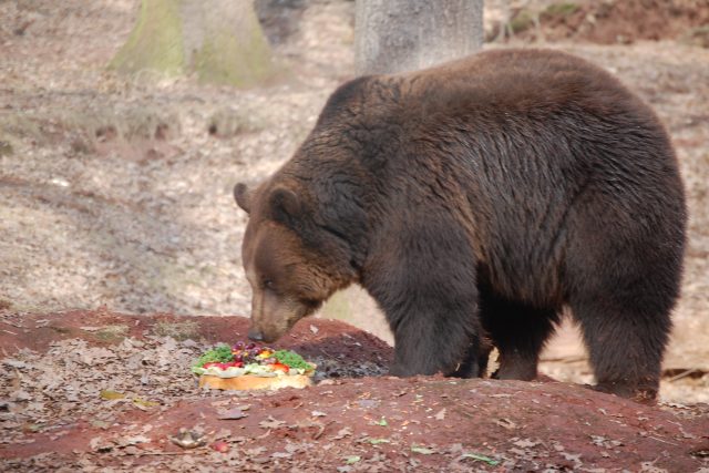 Krmení medvědů v chomutovském zooparku  (ilustr. obr.) | foto: Michaela Jelínková