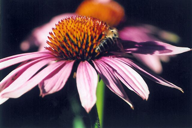 Třapatka nachová  (ECHINACEA PURPUREA) | foto: Stanislav Peleška