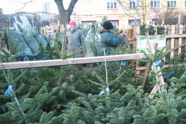 Prodej vánočních stromků | foto: Eva Odstrčilová