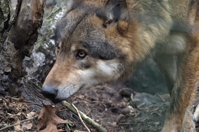 Děčínská zoo obnovila chov vlků | foto: Zoo Děčín