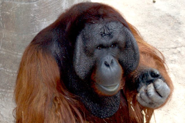 Dospělý orangutan | foto: licence Creative Commons Attribution 3.0 Unported,   Uživatel: Ezhuttukari