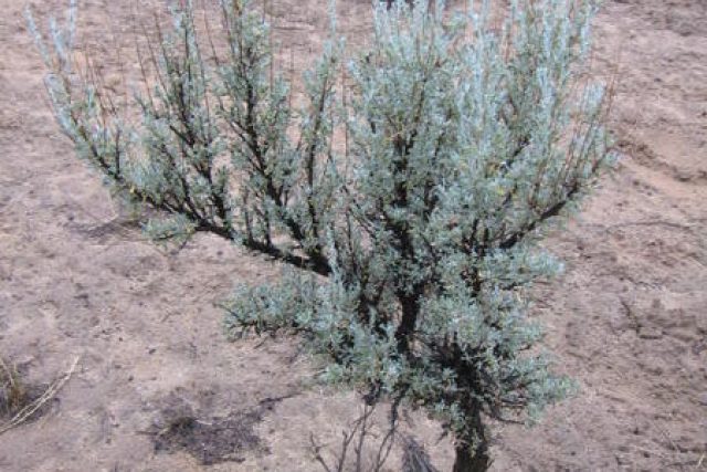 Keřovitý pelyněk Artemisia tridentata | foto: Peemus/Creative commons Attribution-ShareAlike 3.0 Unported