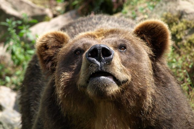 Medvěd Sigfried | foto: Zoo Děčín
