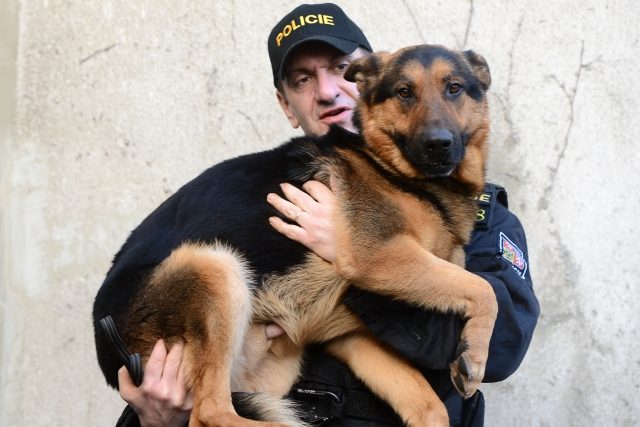 Policejní kynolog Libor Valečko se svým psem Ramsesem převzal 20. března v Praze cenu ankety Statečné psí srdce. Anketa oceňuje hrdinské činy psů,  které vedou k záchraně lidského života. | foto: ČTK