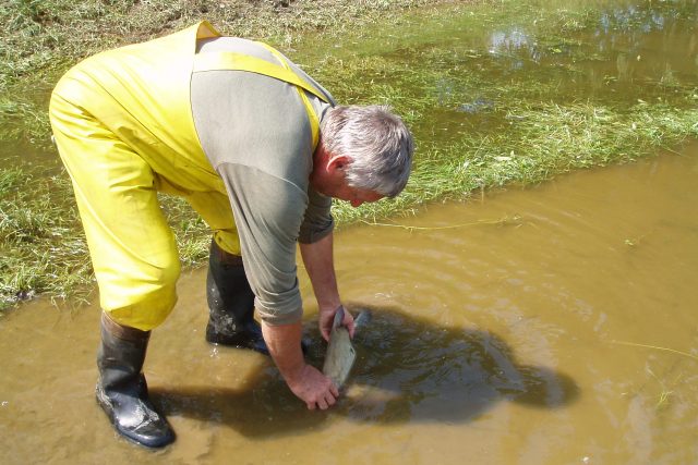 Výlov ryb z povodňových lagun na Mělnicku | foto: Jana  Huzilová