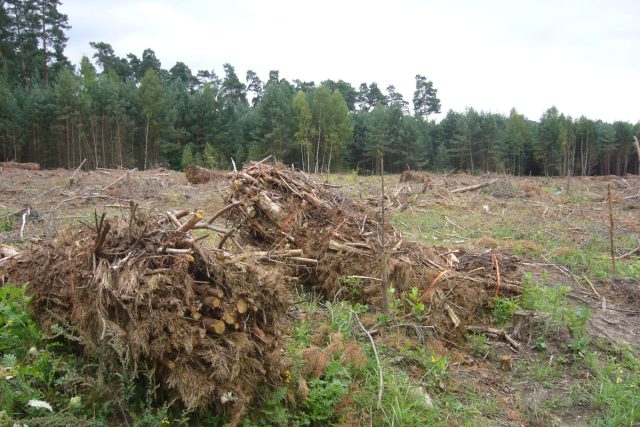 Ralsko - nelegální těžba dřeva | foto: Tomáš Mařas,  Český rozhlas